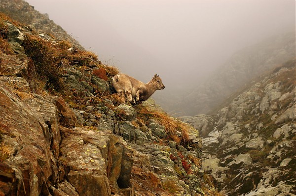 alpejska kózka